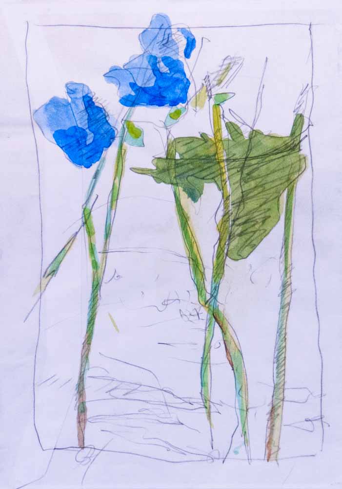 blauwe bloemen op envelop - potlood en aquarel op envelop