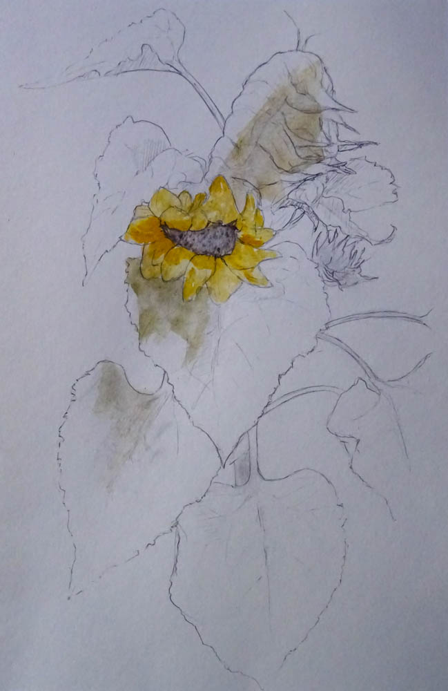 zonnebloemen - potlood, grafiet en aquarel