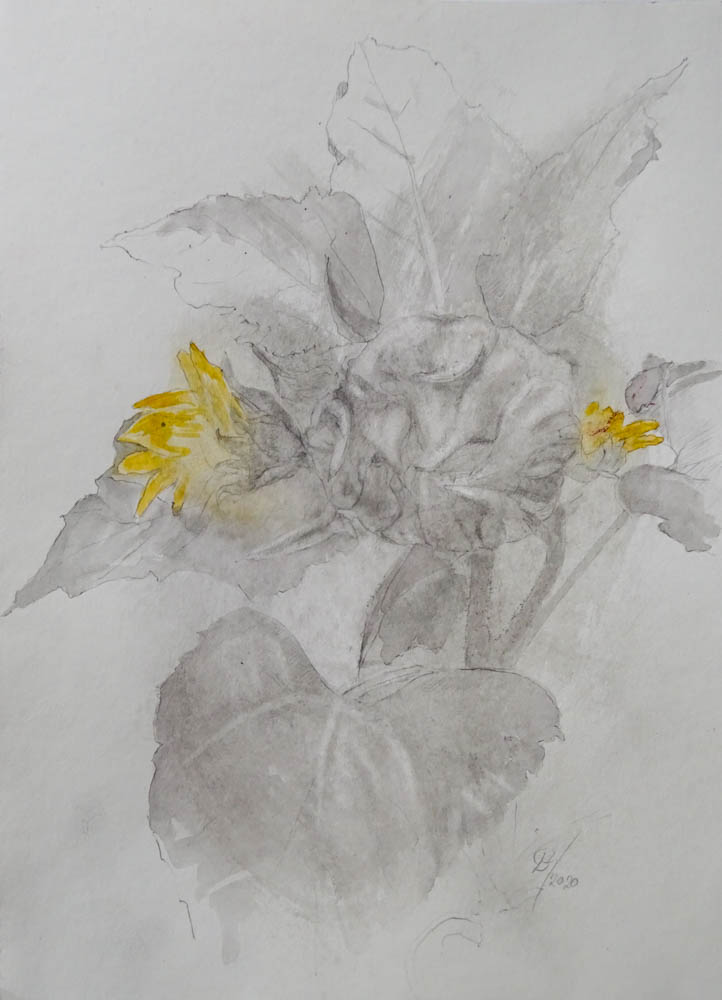 zonnebloemen - potlood, grafiet en aquarel